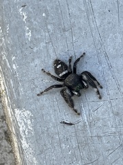 Phidippus audax
