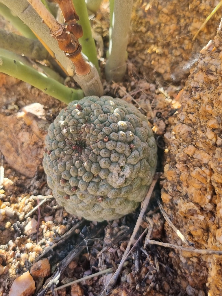 Larryleachia marlothii (N.E.Br.) Plowes