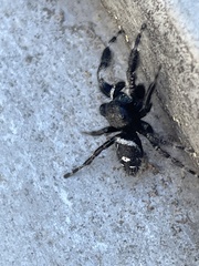 Phidippus audax