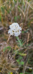 Achillea pannonica