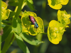 Anthaxia bicolor