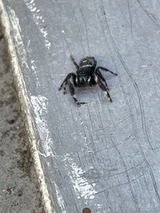 Phidippus audax