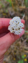 Achillea pannonica
