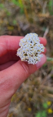 Achillea pannonica