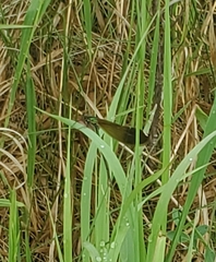 Calopteryx aequabilis