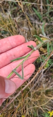Achillea pannonica