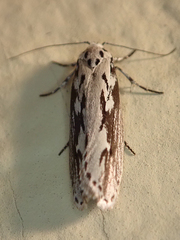 Ethmia semitenebrella