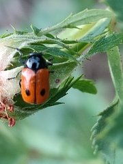 Cryptocephalus bipunctatus