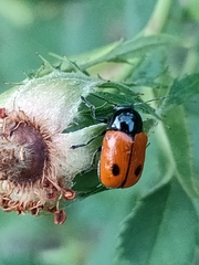 Cryptocephalus bipunctatus