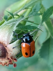 Cryptocephalus bipunctatus