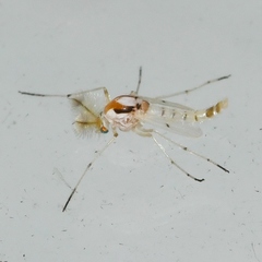 Coelotanypus concinnus