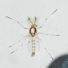 Coelotanypus concinnus