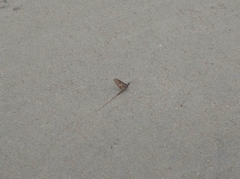 Ephemera vulgata