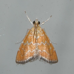 Xanthophysa psychicalis