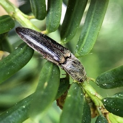 Gambrinus griseus