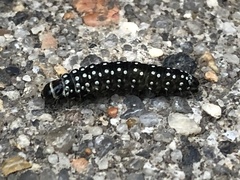 Zelotherses paleana