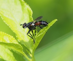Cylindromyia bicolor