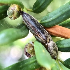 Gambrinus griseus