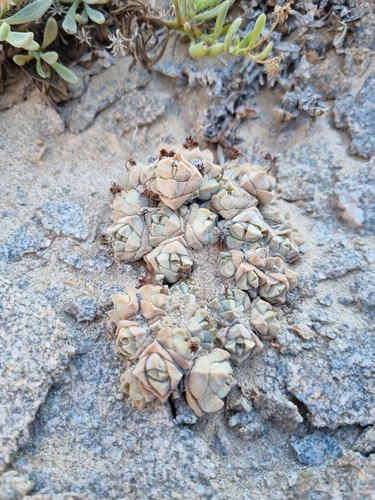 Crassula elegans subsp. namibensis image