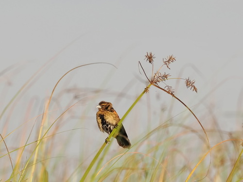 Marsh Widowbird (Euplectes hartlaubi), photo 5