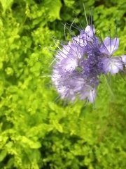Phacelia tanacetifolia