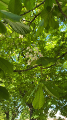 Aesculus hippocastanum