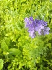 Phacelia tanacetifolia