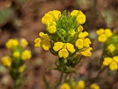 Triphysaria versicolor