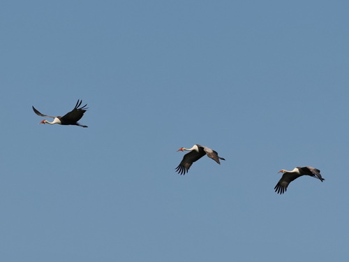Grue caronculée (Grus carunculatus)