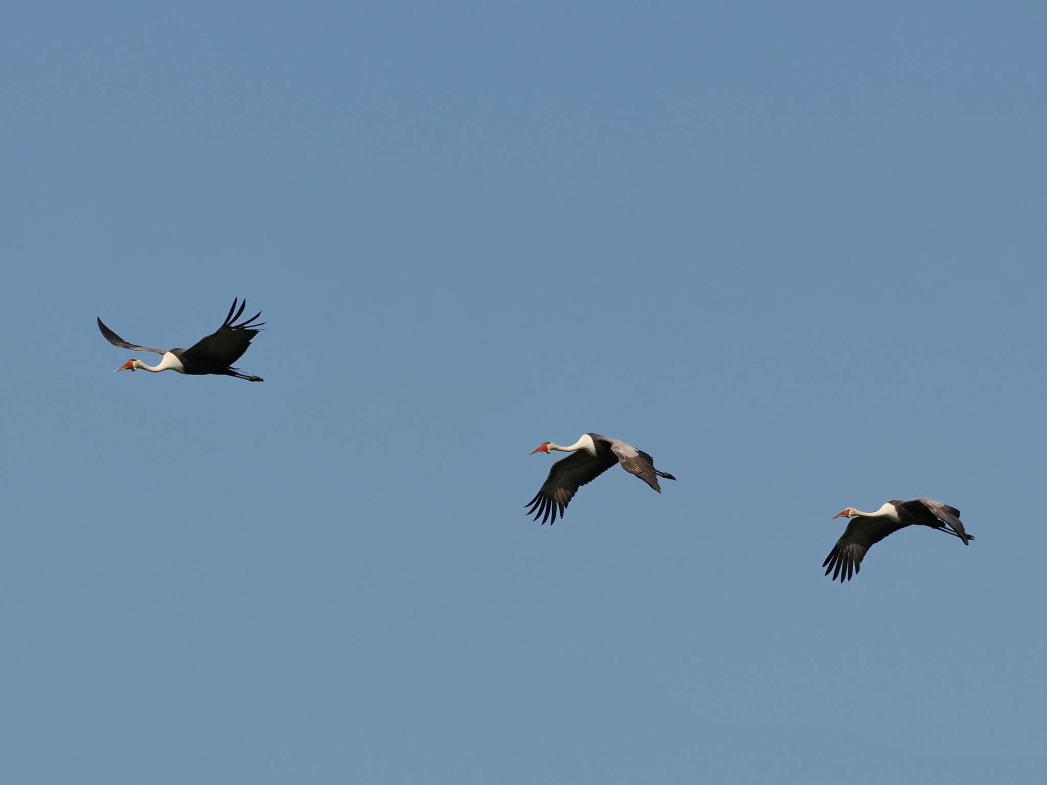 Wattled Crane illustration