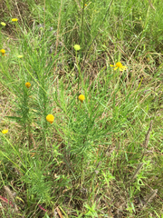 Helenium amarum