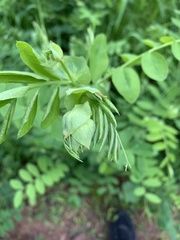 Lathyrus polyphyllus