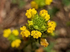 Triphysaria versicolor