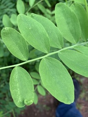 Lathyrus polyphyllus