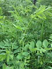 Lathyrus polyphyllus