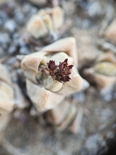 Crassula elegans image