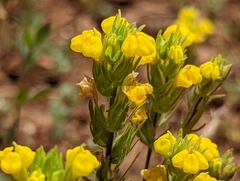 Triphysaria versicolor