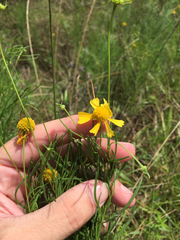 Helenium amarum