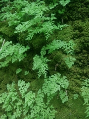 Cryptogramma stelleri