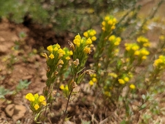Triphysaria versicolor