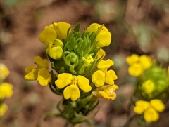 Triphysaria versicolor