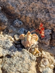 Crassula elegans image