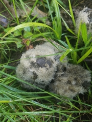 Botrytis