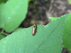 Denticollis linearis