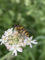 Epistrophe grossulariae