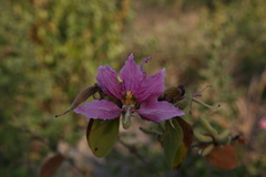 Bauhinia urbaniana