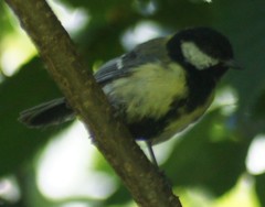 Parus major