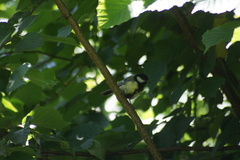 Parus major