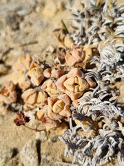 Crassula elegans image