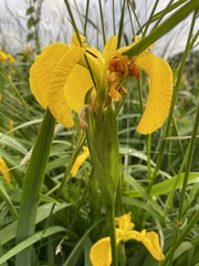 Iris pseudacorus